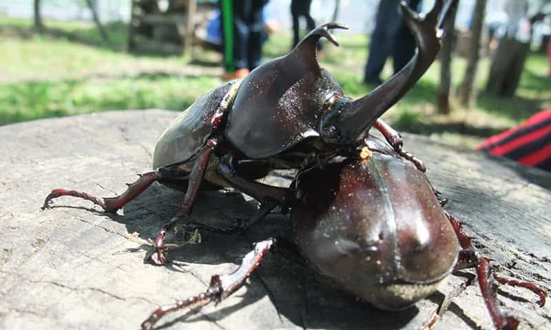kabutomushi kabutomushi